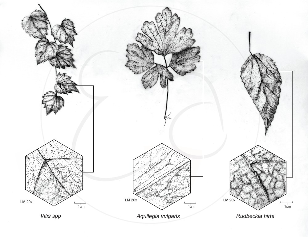 Pen and Ink botanical illustration