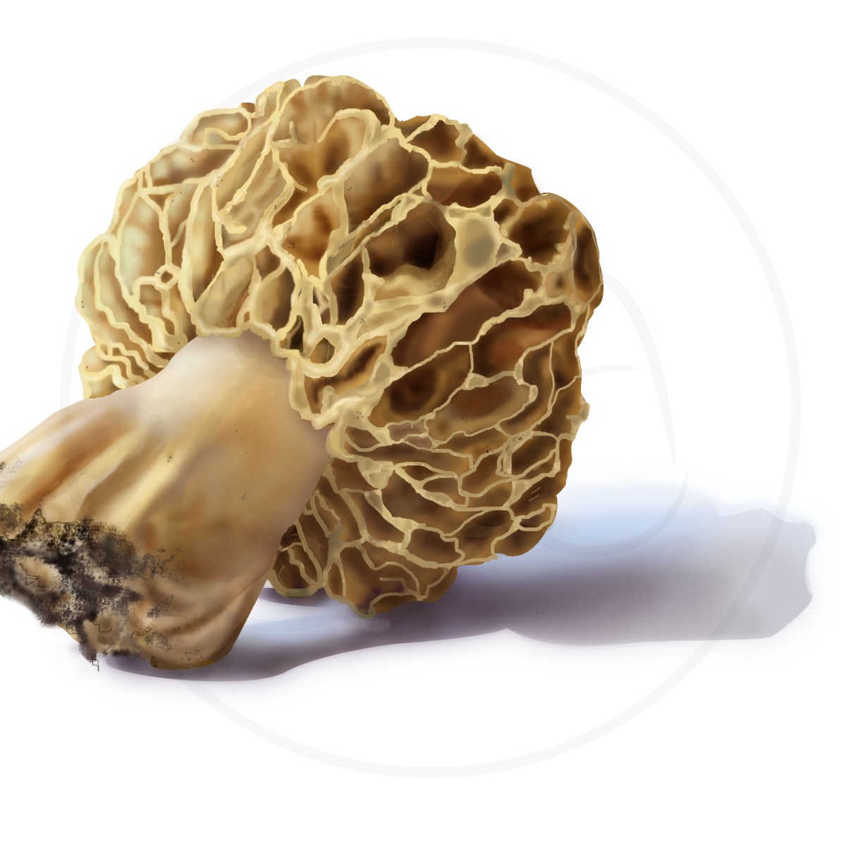 Hunting the Morel&nbsp;Poster