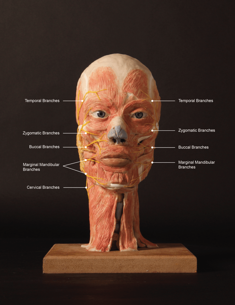 View from front of wax sculpture depicting head and neck anatomy