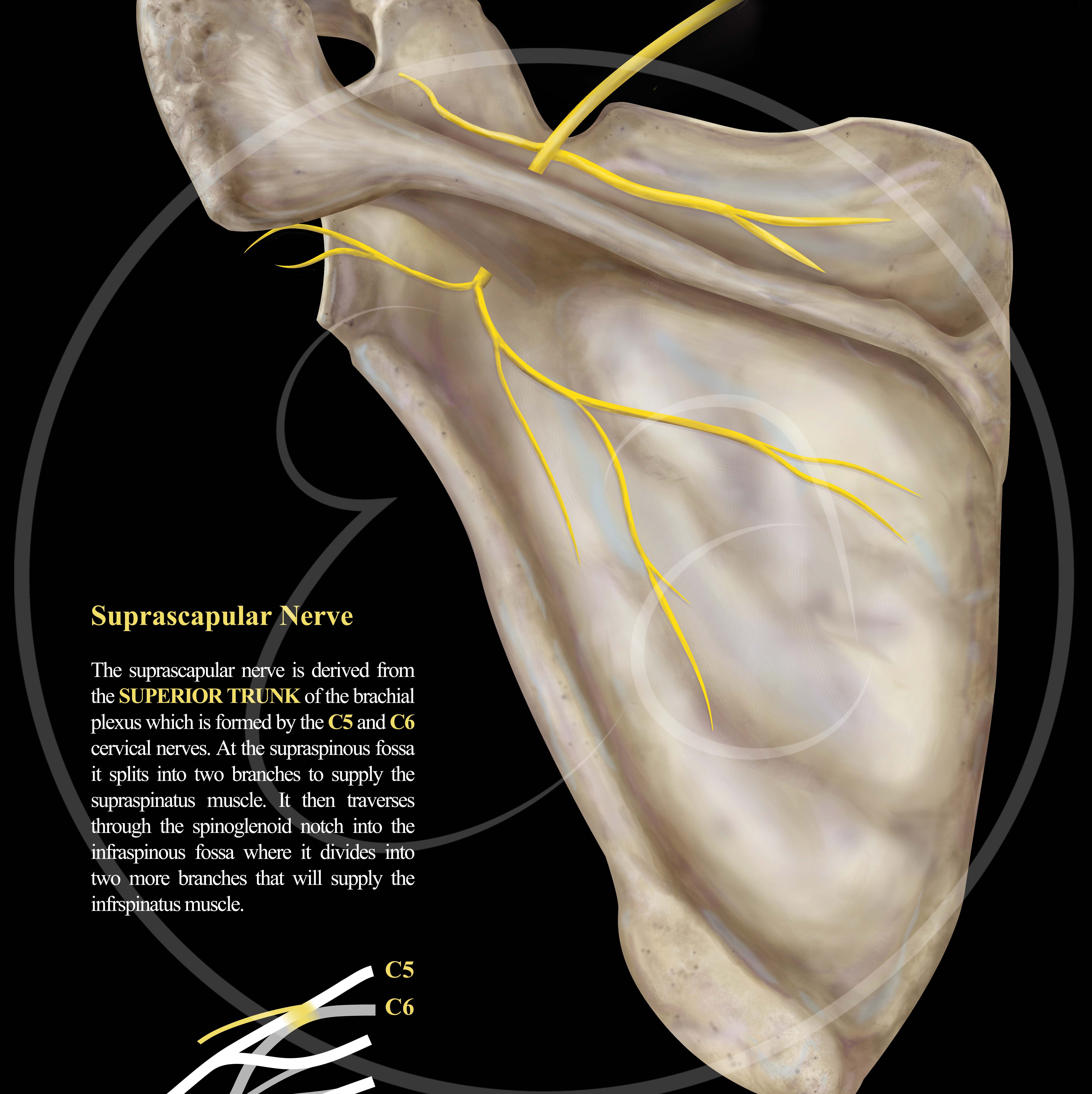 scapula and suprascapular nerve pathway