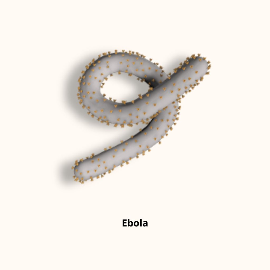 3D Render of Ebola Virus