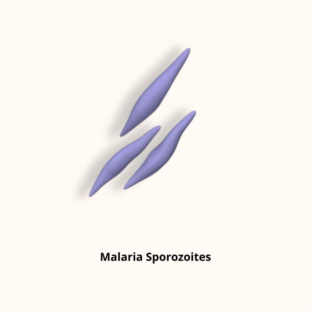 3D render of Malaria Sporozoites