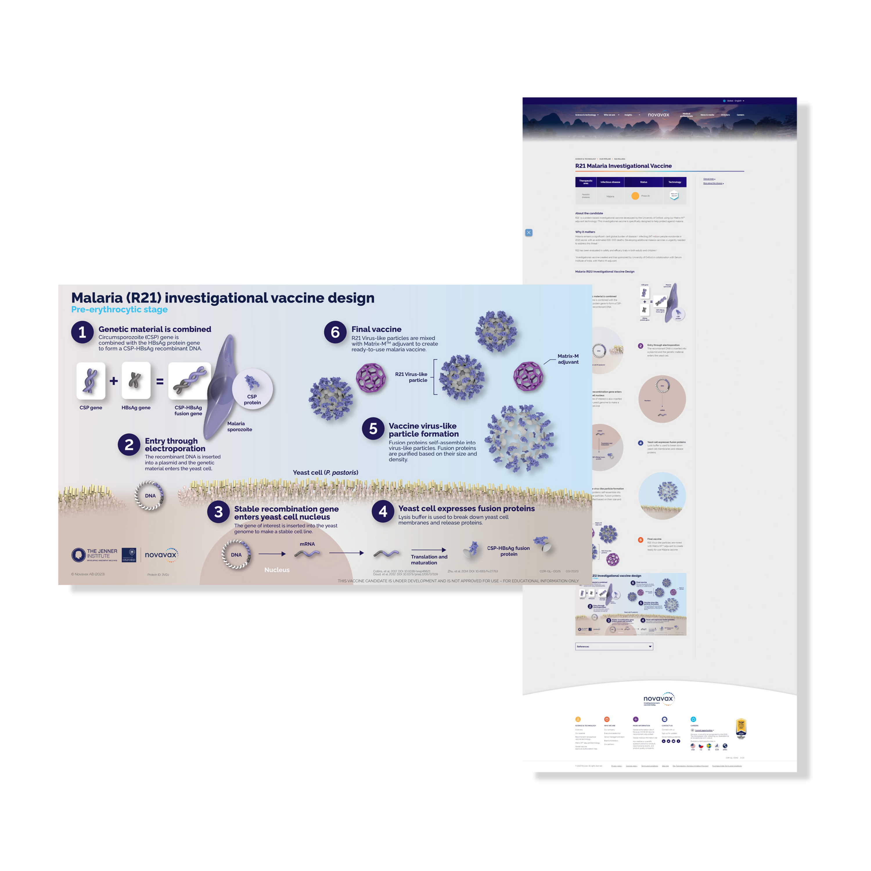 R21 Vaccine Design Illustration