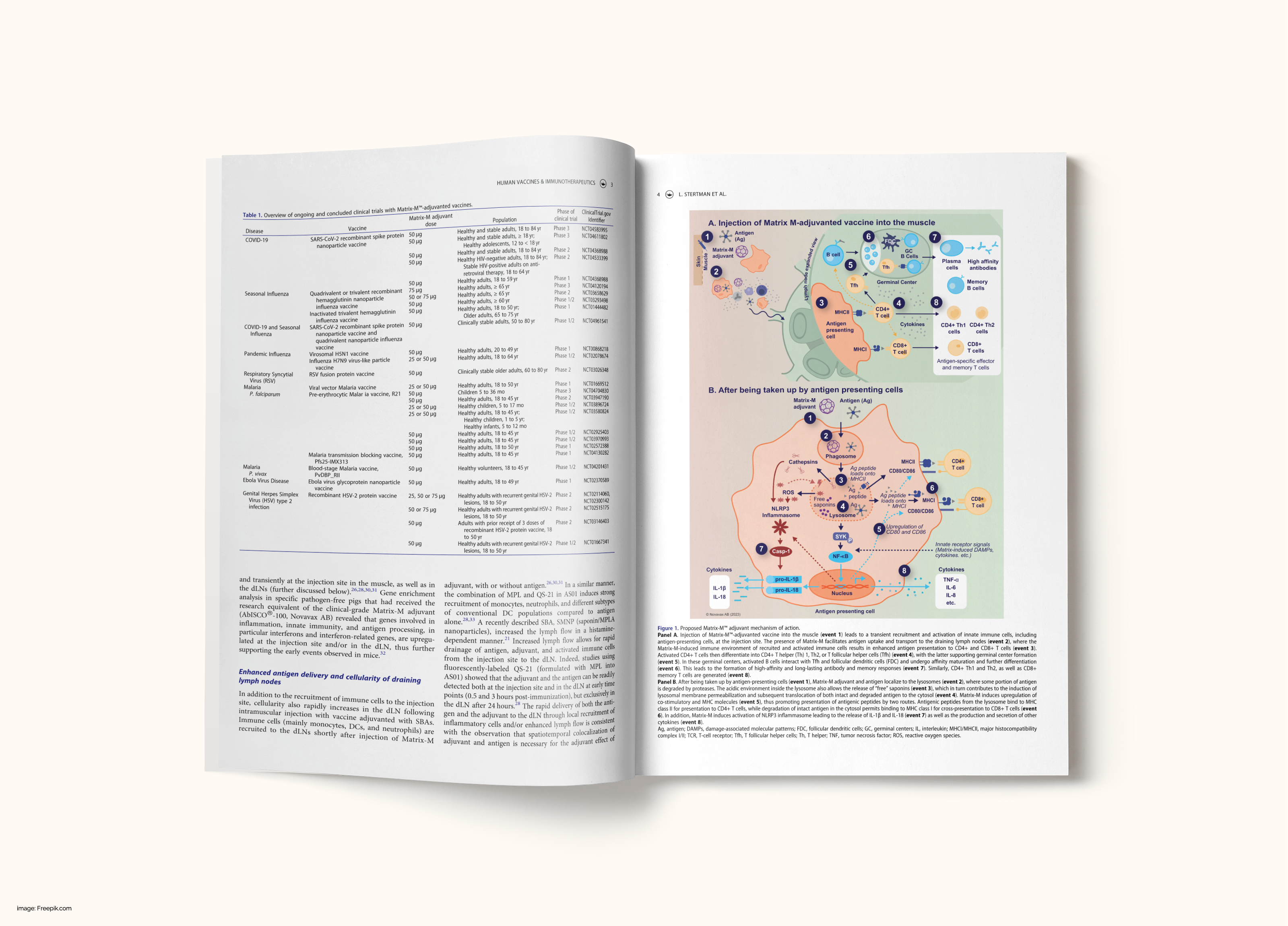 Figure 1 Proposed Matrix-M™ adjuvant mechanism of action