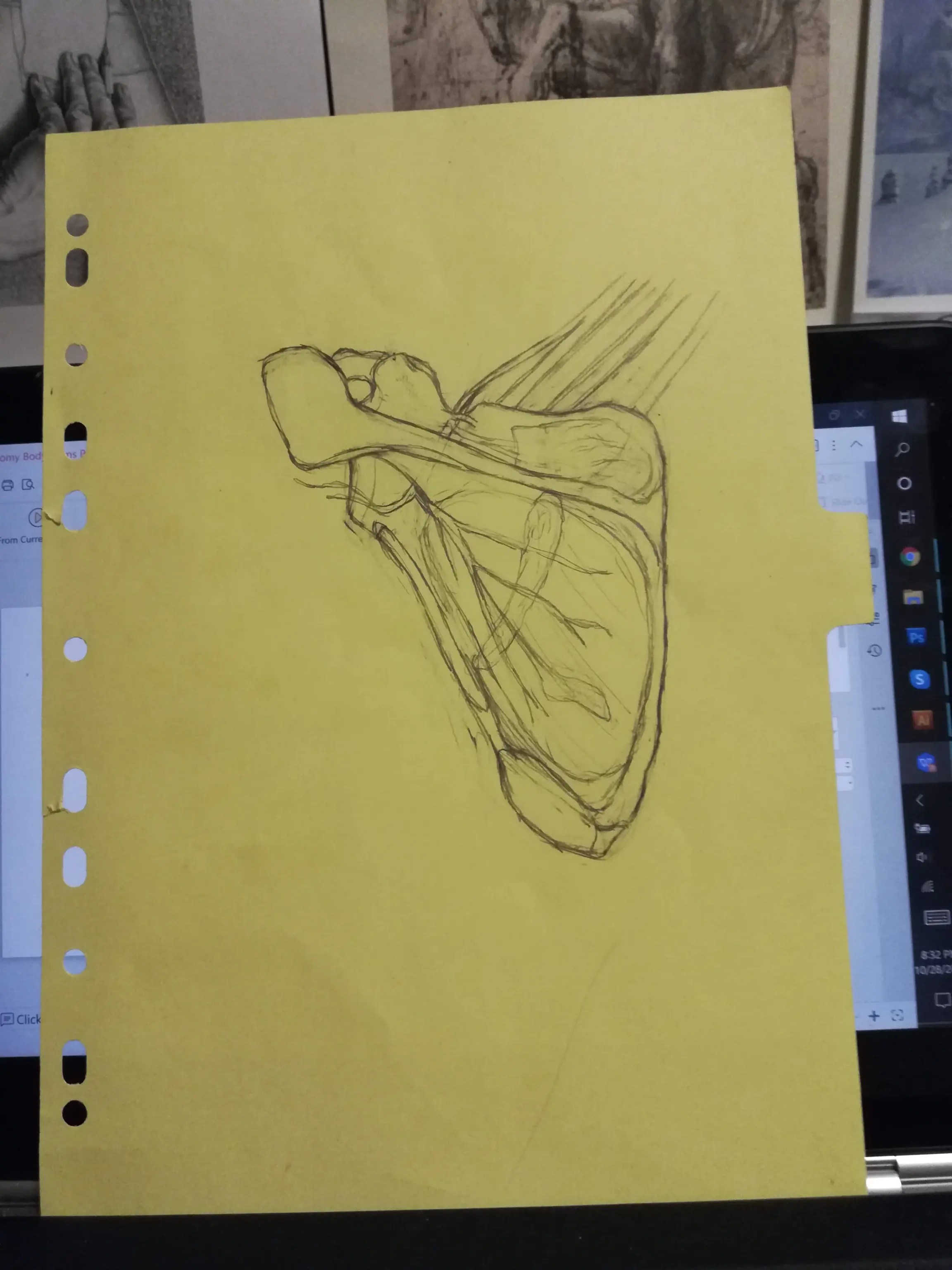 Scapula and muscle innervation preliminary sketch