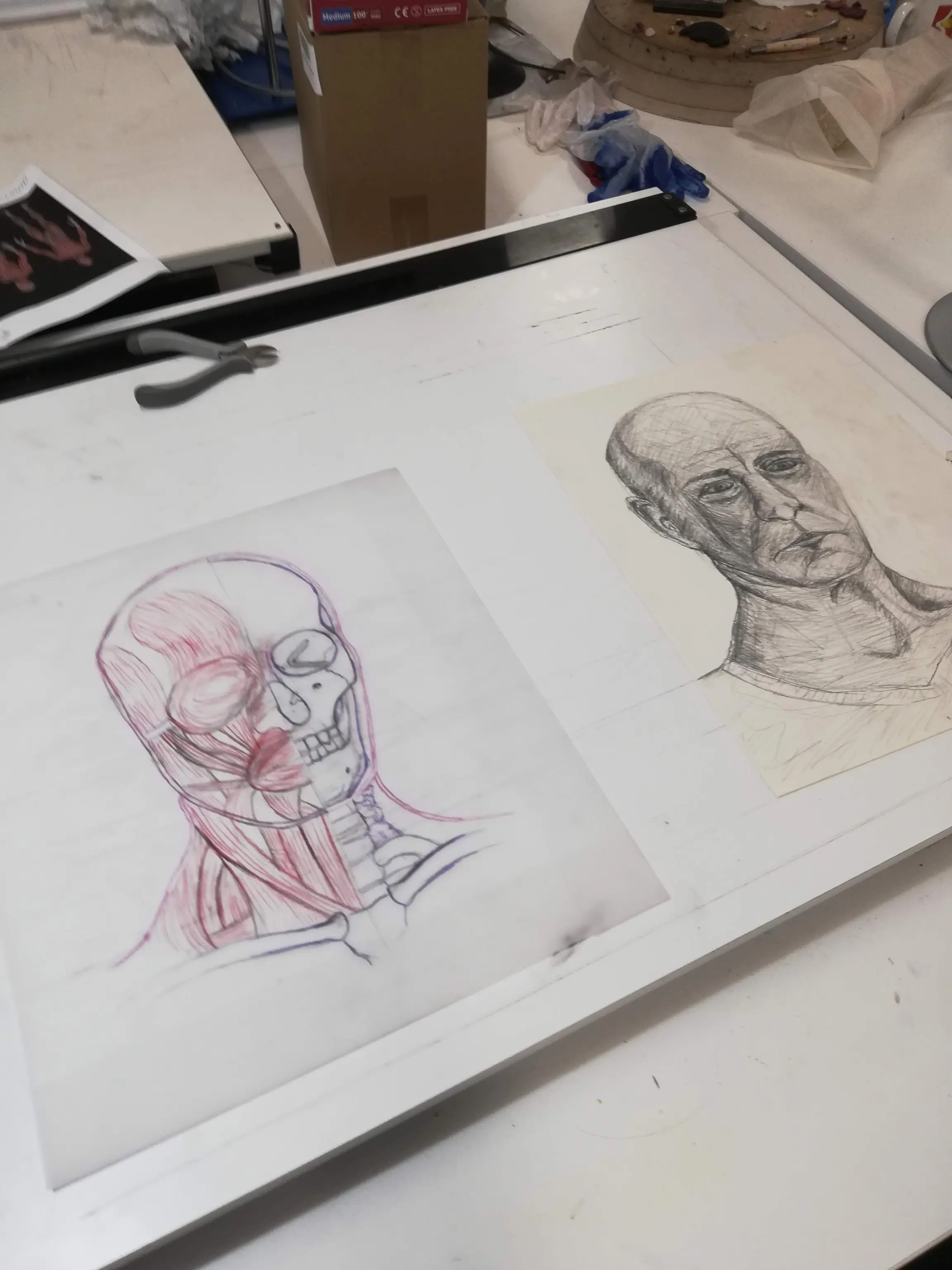 Anatomical Echorche and 1-hour portrait