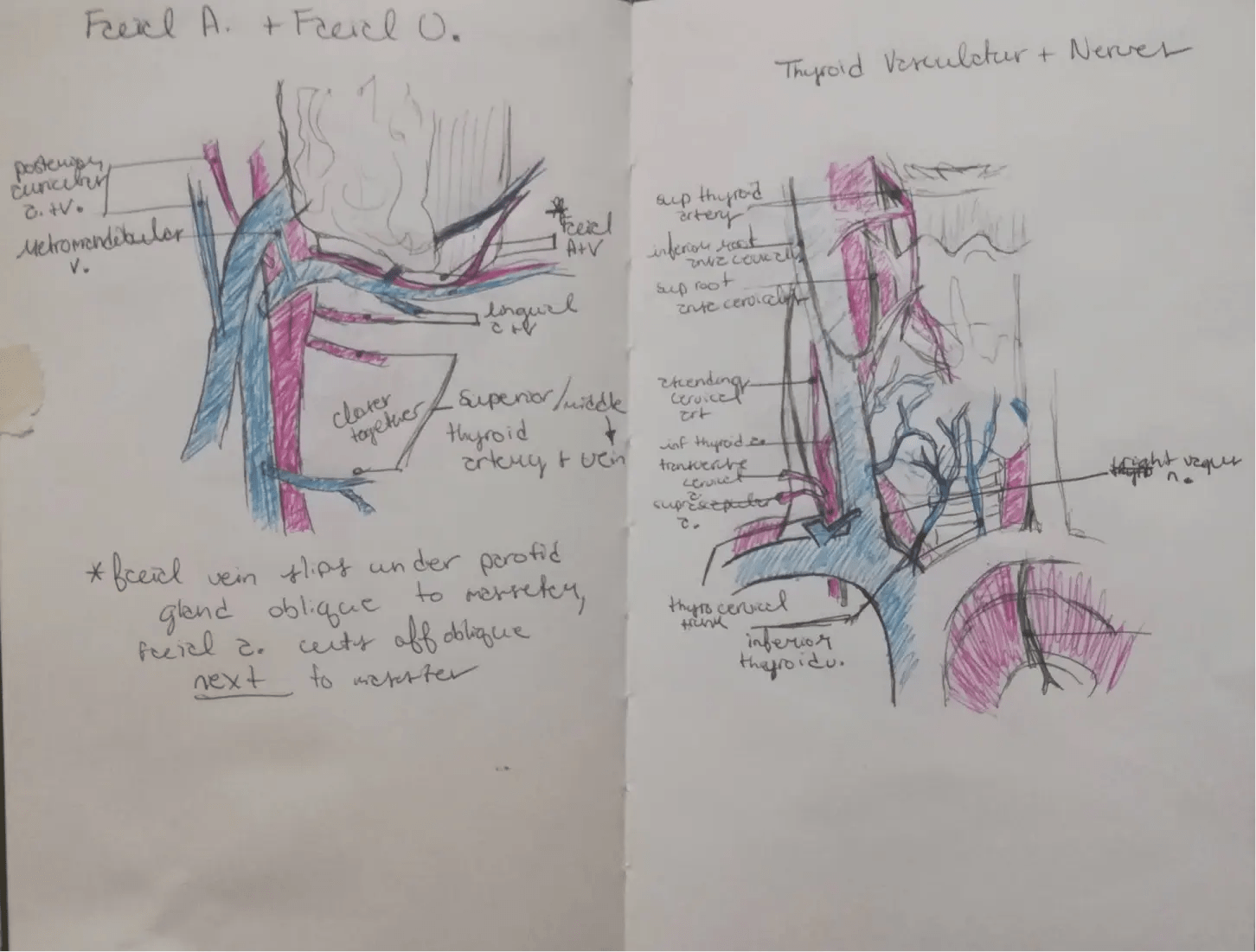 Facial venation and thryroid vaculatur